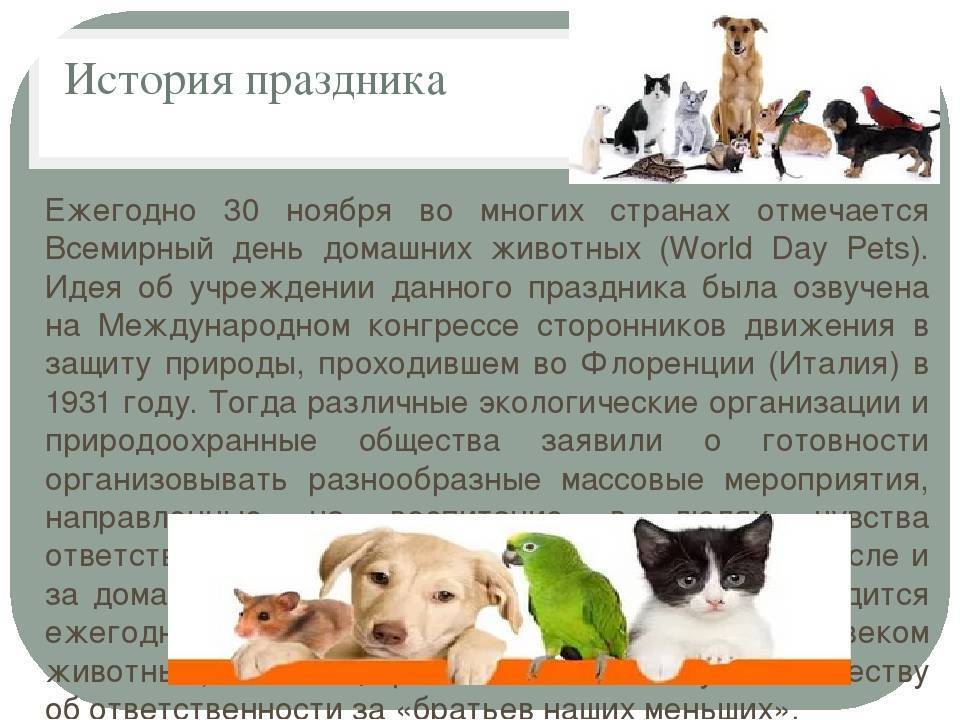 Фильмы про животных – 25 лучших новинок последних лет