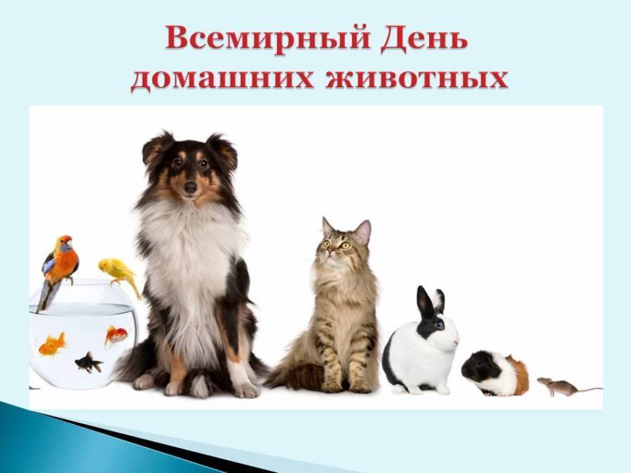 Catdog — posmotre.li