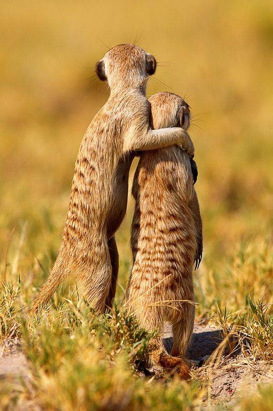 Кто такой сурикат? сурикаты: описание, фото : labuda.blog