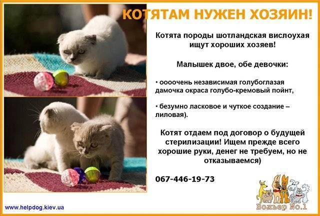 Чем кормить шотландскую кошку: 5 лучших кормов для вислоухой кошки