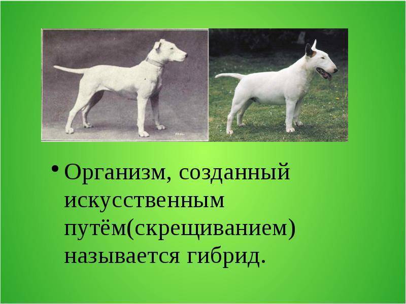 Породы маленьких собак с фото и названиями