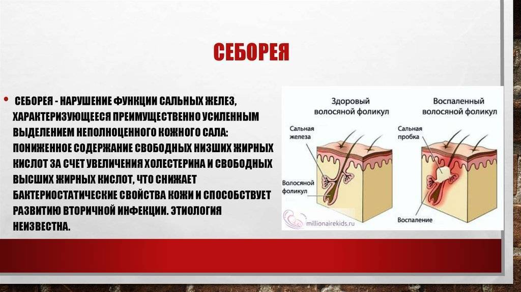 Психические расстройства у кошек - причны, симптомы и лечение