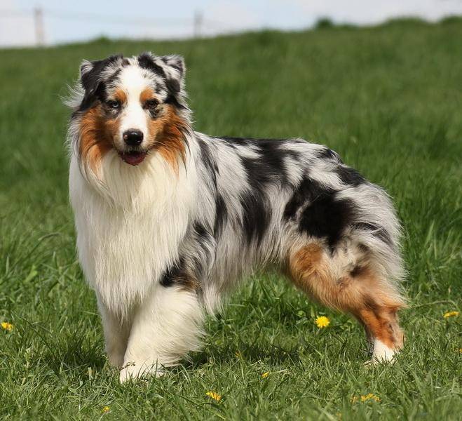 12 пород популярных пород декоративных собак | pet7