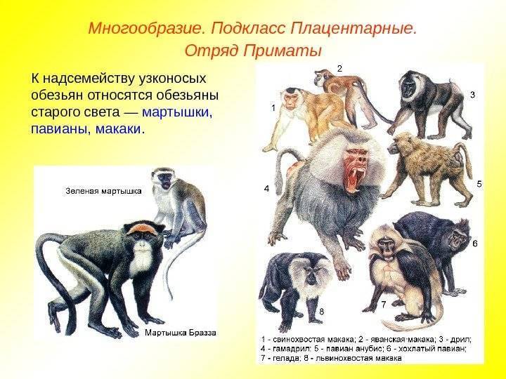 18 необычных видов обезьян (с фото и названиями) | знание – свет