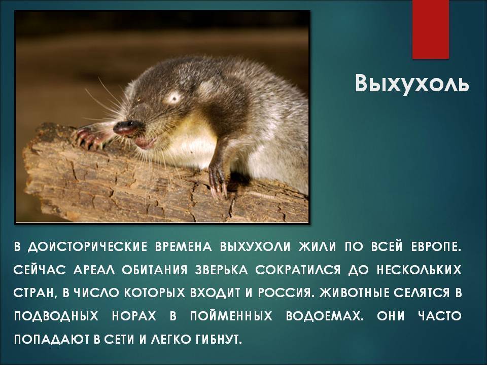 Выхухоль (фото): самый необычный житель рек