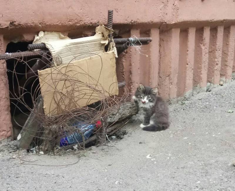 Как поймать убежавшую домашнюю кошку