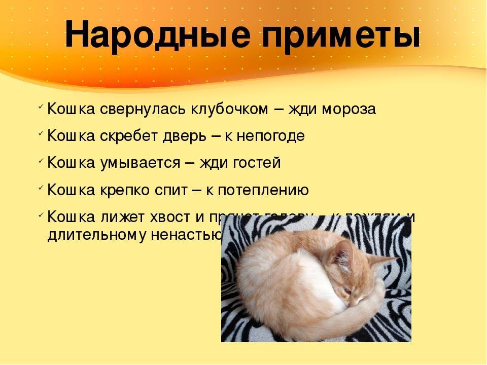 Кошка пришла в дом: значение приметы