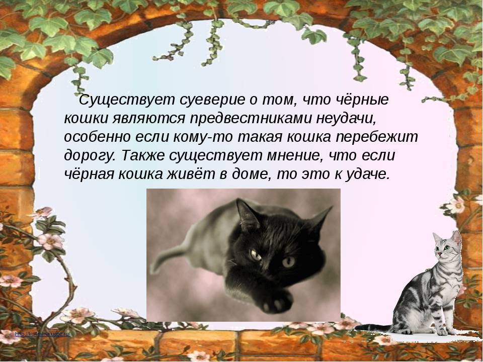 Кошка пришла в дом: значение приметы