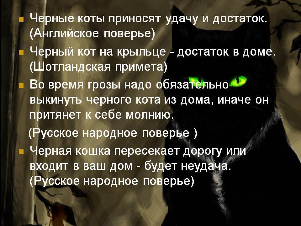 Беда или счастье: что означает примета, когда чужая кошка пришла в дом