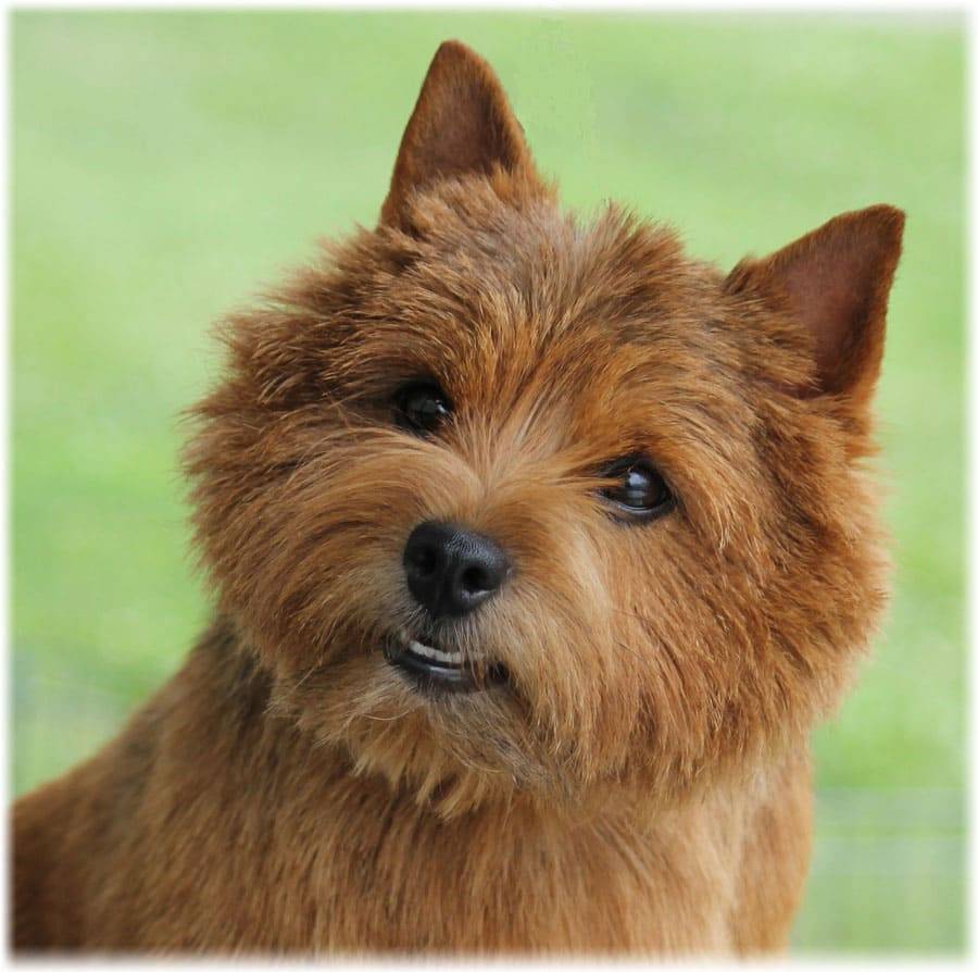 Все виды терьеров | фото, описание, стоимость породы for-pet