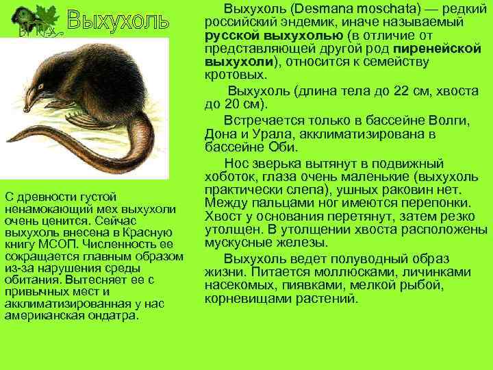Выхухоль: фото, описание, образ жизни русской выхухоли