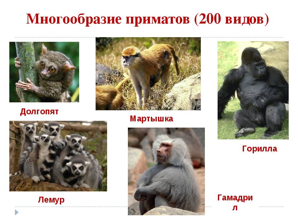 Виды обезьян, их особенности, описание и названия | живность.ру