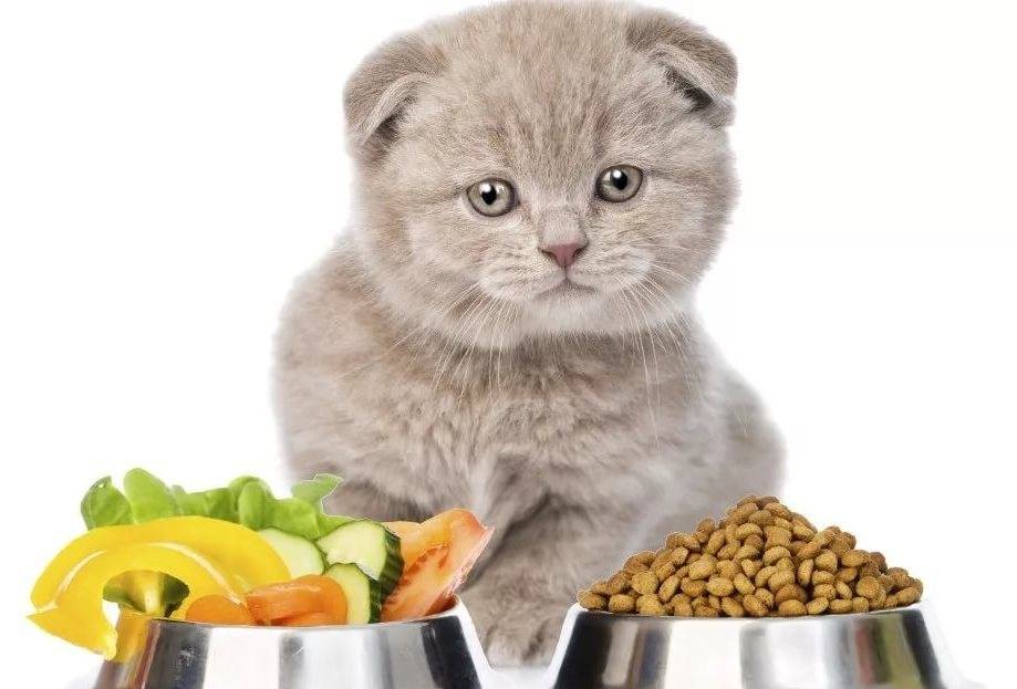 Чем кормить шотландскую вислоухую и прямоухую кошку и шотландского кота?