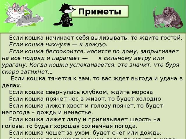 Что говорят приметы, если чужая кошка пришла в дом