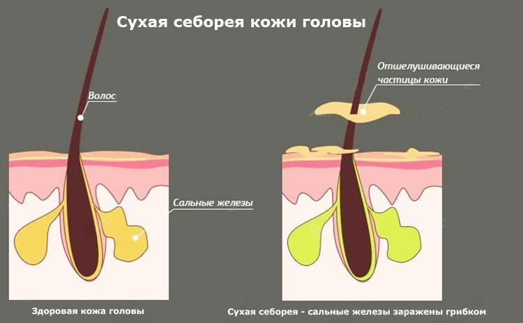 Депрессия у кошки: как распознать, причины и как лечить