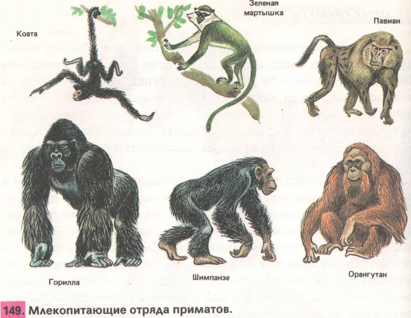 Как общаются самые умные обезьяны в мире? - hi-news.ru