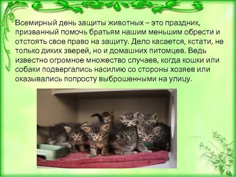 Лучшие фильмы про животных – топ 40