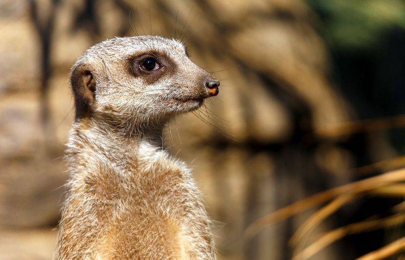 Сурикат тимон научил кота стоять на задних лапах: фото, история