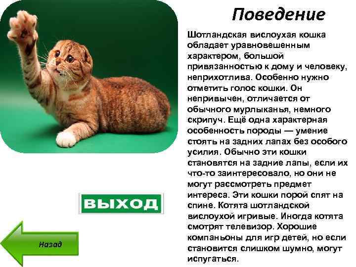 Рацион питания для котят шотландской и британской породы