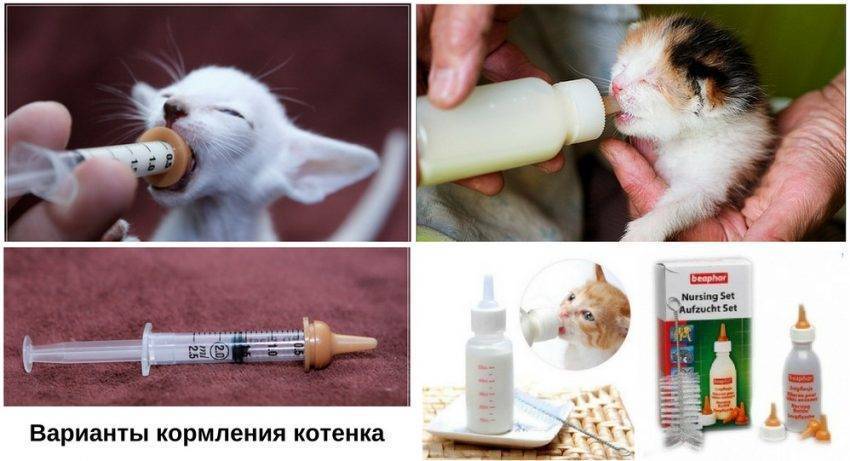 Котёнок без мамы: как помочь новорождённому